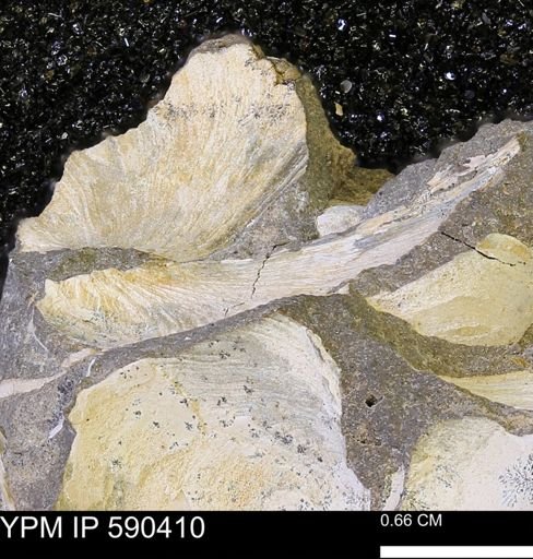 Protocardia?