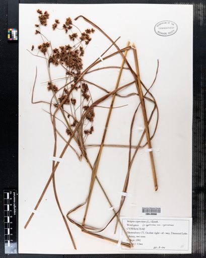 Scirpus cyperinus