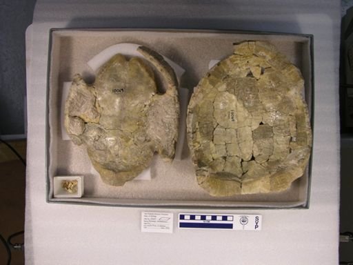 Stylemys nebrascensis