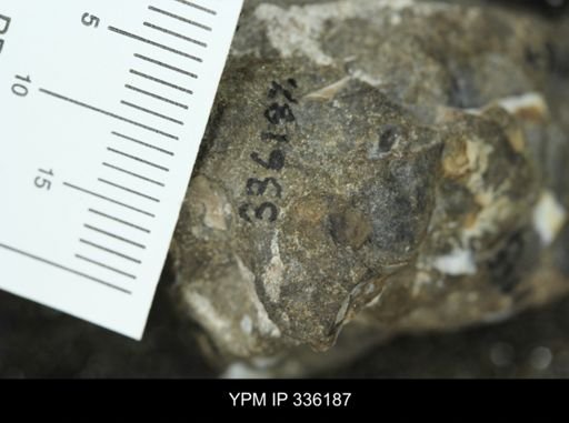 undet. Mollusca