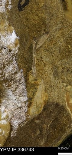 undet. Mollusca
