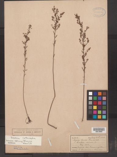 Lechea intermedia