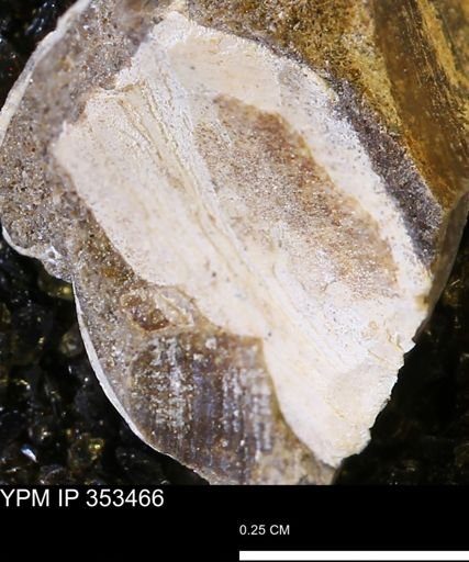 Limopsis striatopunctatus