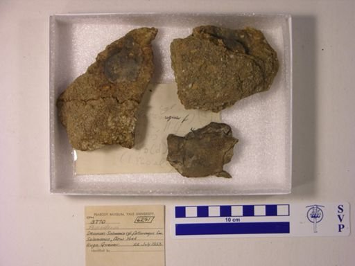 Placodermi