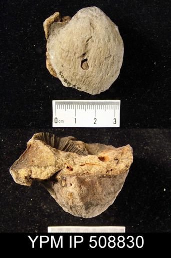 Productella lachrymosa
