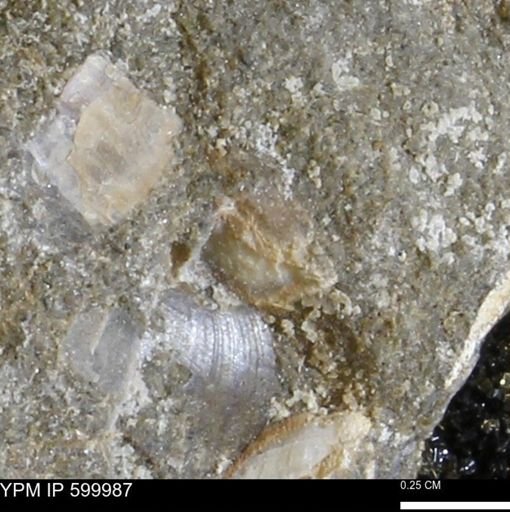 undet. Bivalvia