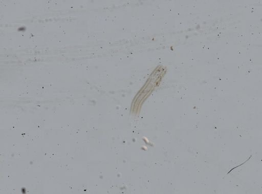 Somatogyrus aureus