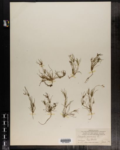Plantae