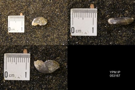 Discoscaphites conradi