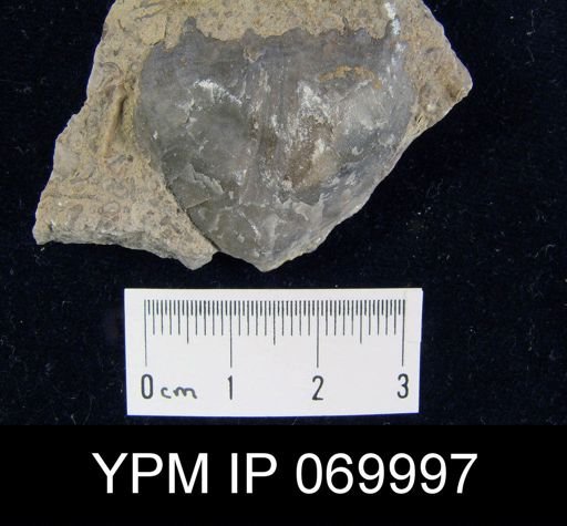 Strophomena planocorrugata