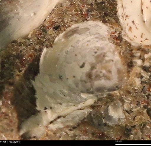 Corbulamella gregaria