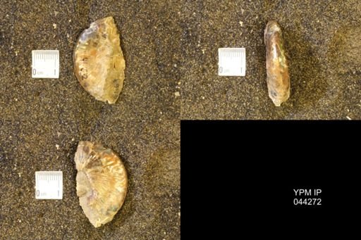Hoploscaphites comprimus