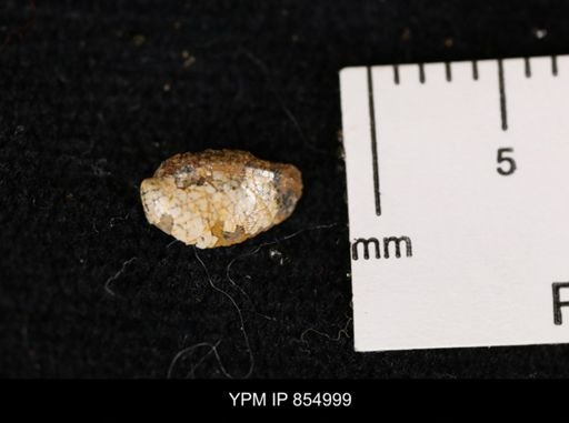 undet. Bivalvia