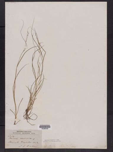 Carex