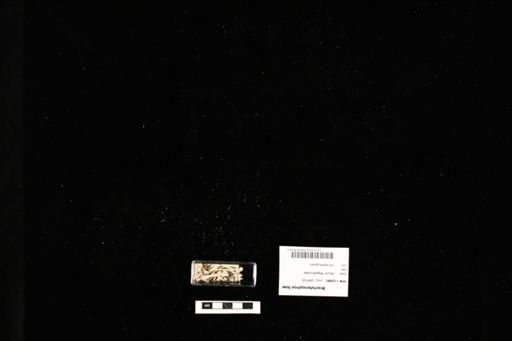 Brachytarsophrys feae
