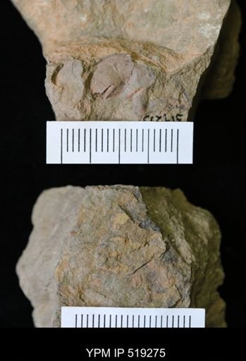 undet. Bivalvia