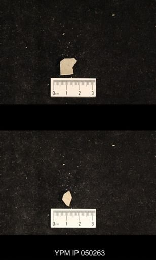 undet. Hexapoda
