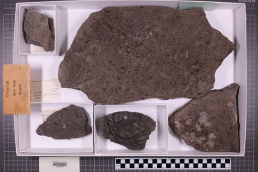 mixed taxa, stratigraphic collection