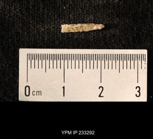 Archaeocidaris sp.