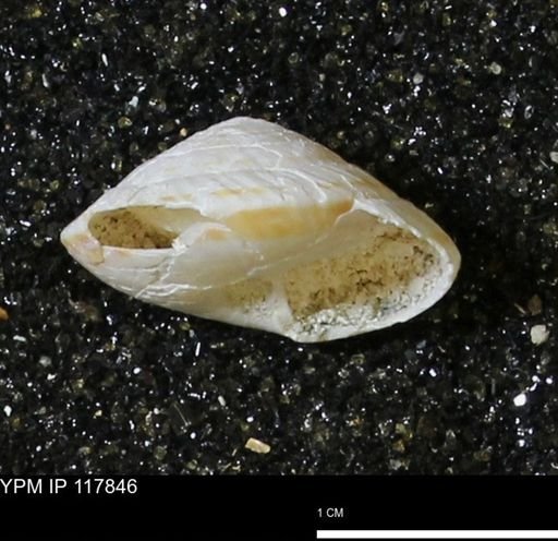 Poecilozonites bermudensis zonatus