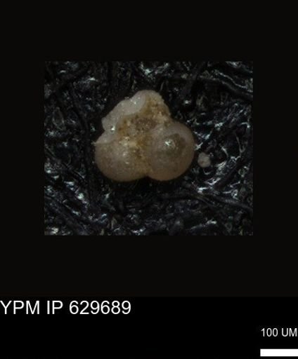 undet. Foraminiferida