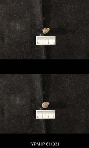 Lophospira carinata
