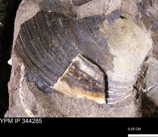 Limopsis striatopunctatus