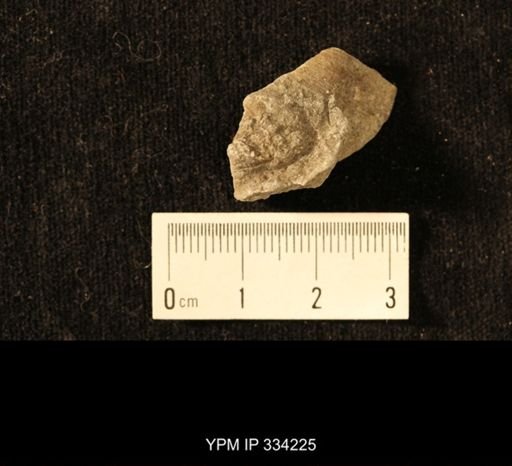 Agelacrinites pileus