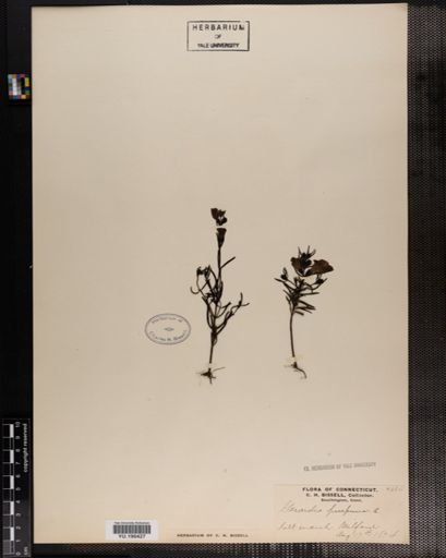 Plantae