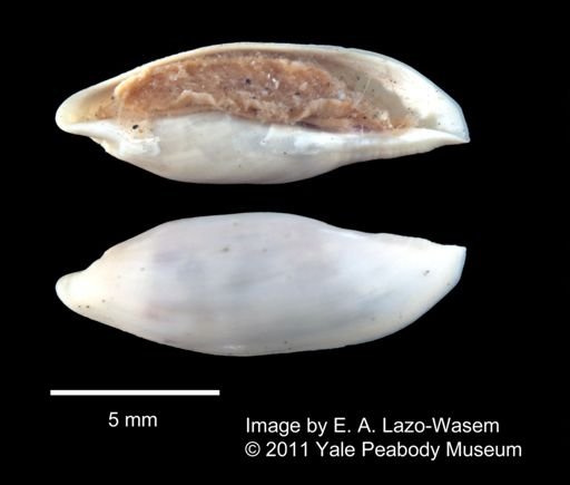 Neosimnia uniplicata