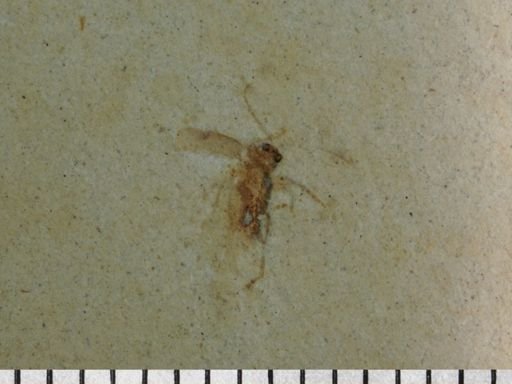 undet. Coleoptera
