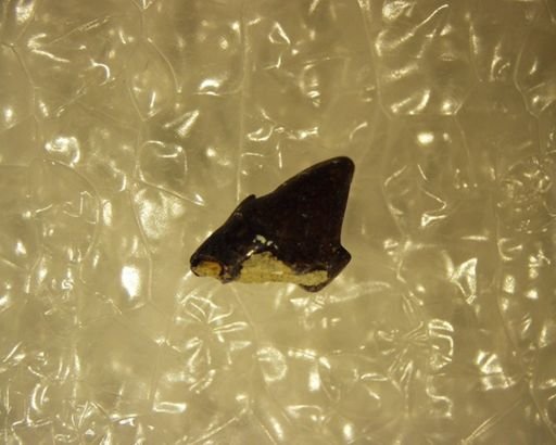 cf. Didelphodus