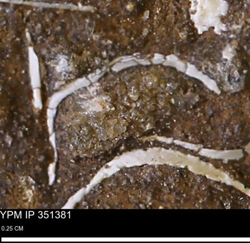 undet. Bivalvia