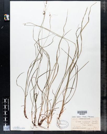 Carex swanii