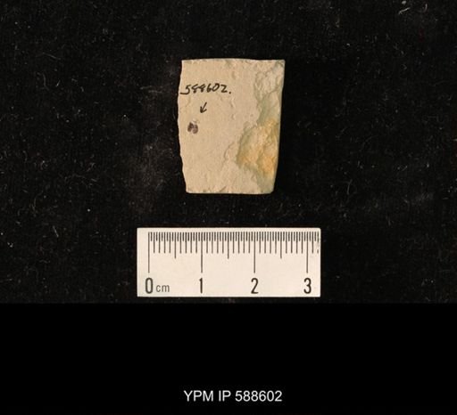 undet. Coleoptera