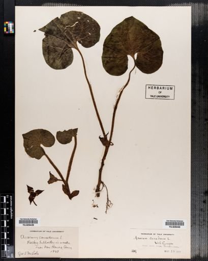 Asarum canadense