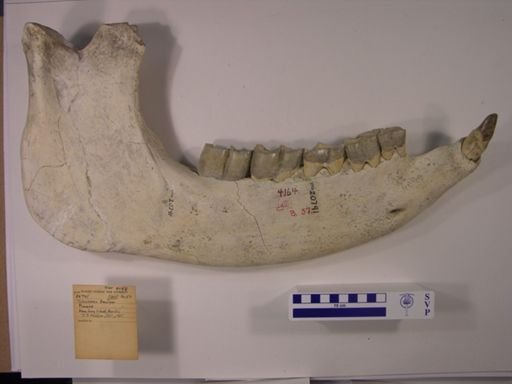 Teleoceras fossiger