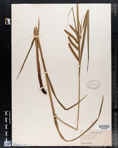 Carex crinita