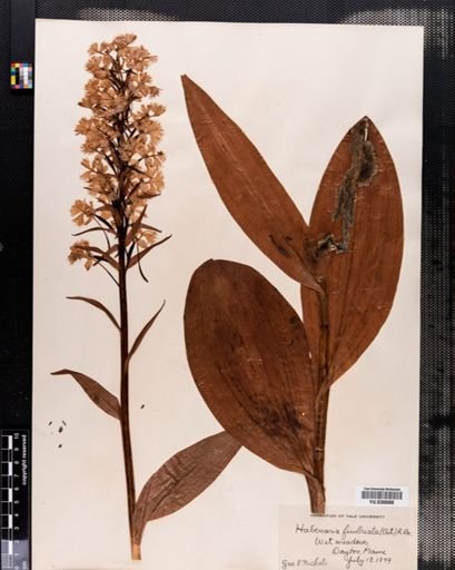 Plantae