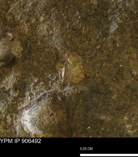 undet. Mollusca