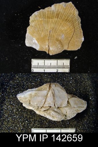Derbyia grandis