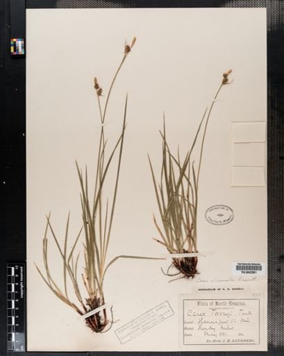 Carex