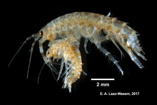 Gammarus mucronatus