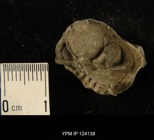 Phacops rana