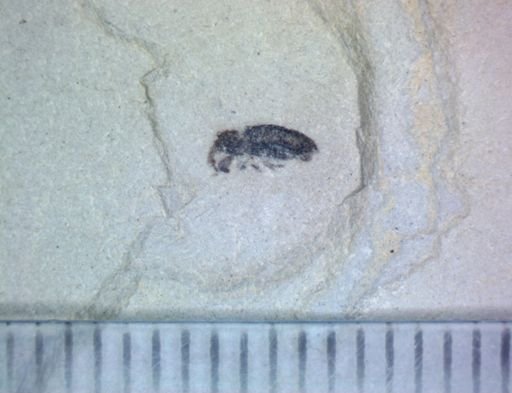 undet. Curculionidae