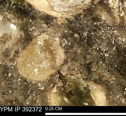 Protocardia subquadrata
