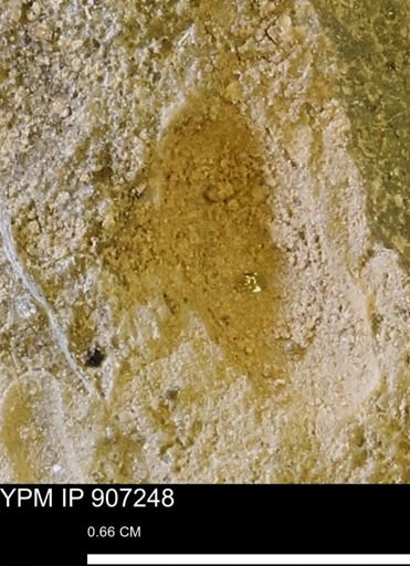 undet. Mollusca