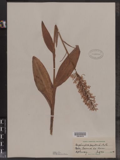 Blephariglottis psycodes