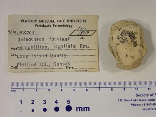 Teleoceras fossiger