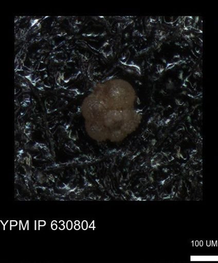 undet. Globigerinina